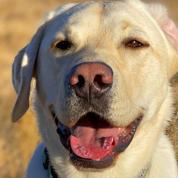 Let's Go Shopping Live! - Picture 1 of 1